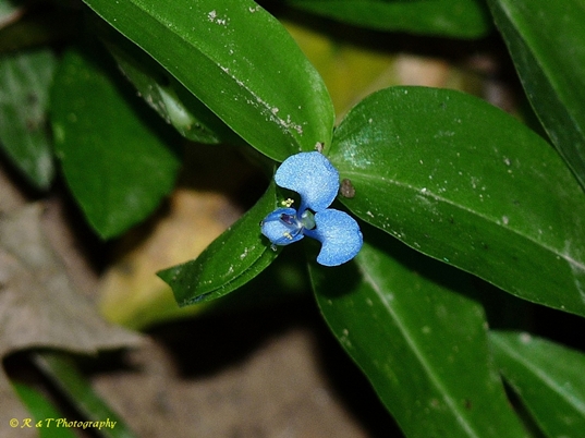 {Commelina diffusa}